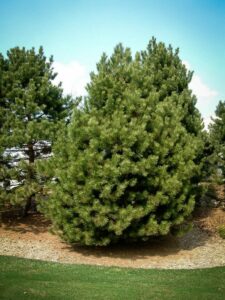 Сосна Чёрная (Pinus Nigra) купить по цене от 270.00р. в интернет-магазине «Посадика» с доставкой почтой в в Краснознаменске и по всей России – [изображение №1].