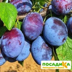 Слива Чачакская ранняя купить по цене от 229.00р. в интернет-магазине «Посадика» с доставкой почтой в в Краснознаменске и по всей России – [изображение №1].