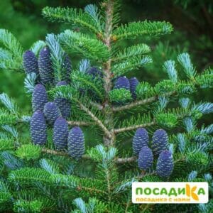 Пихта корейская (Abies koreana) купить по цене от 450.00р. в интернет-магазине «Посадика» с доставкой почтой в в Краснознаменске и по всей России – [изображение №1].