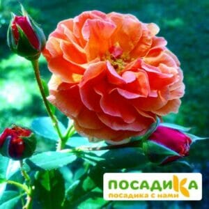 Роза Арабия купить по цене от 350.00р. в интернет-магазине «Посадика» с доставкой почтой в в Краснознаменске и по всей России – [изображение №1].