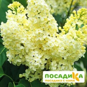 Сирень Примроуз (Primrose) купить по цене от 529.00р. в интернет-магазине «Посадика» с доставкой почтой в в Краснознаменске и по всей России – [изображение №1].