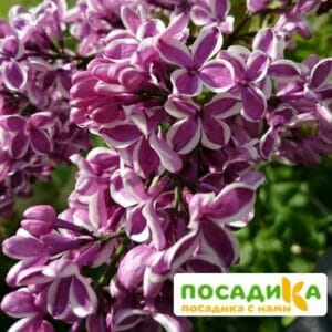 Сирень Сенсация купить по цене от 529.00р. в интернет-магазине «Посадика» с доставкой почтой в в Краснознаменске и по всей России – [изображение №1].