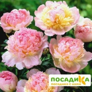 Пион Распберри Сандей (Paeonia Raspberry Sundae) купить по цене от 959р. в интернет-магазине «Посадика» с доставкой почтой в в Краснознаменске и по всей России – [изображение №1].