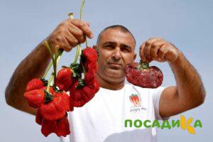 Клубника Гигант Джорнея купить по цене от 266р. в интернет-магазине «Посадика» с доставкой почтой в в Краснознаменске и по всей России – [изображение №1].