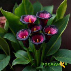 Калла Аура Лейс купить по цене от 400р. в интернет-магазине «Посадика» с доставкой почтой в в Краснознаменске и по всей России – [изображение №1].