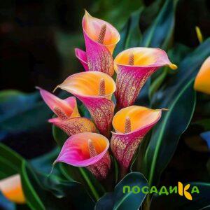 Калла Оникс купить по цене от 450р. в интернет-магазине «Посадика» с доставкой почтой в в Краснознаменске и по всей России – [изображение №1].