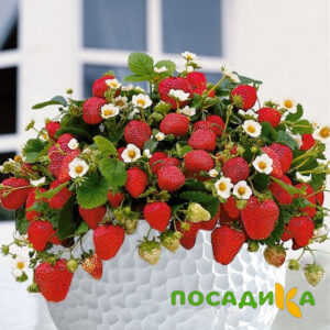 Клубника Рубиновый Шепот (горшечная) купить по цене от 240р. в интернет-магазине «Посадика» с доставкой почтой в в Краснознаменске и по всей России – [изображение №1].