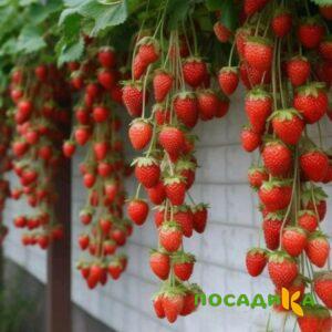 Клубника вьющаяся Комплимент купить по цене от 470р. в интернет-магазине «Посадика» с доставкой почтой в в Краснознаменске и по всей России – [изображение №1].