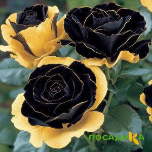 Роза Ханни Сикл купить по цене от 700р. в интернет-магазине «Посадика» с доставкой почтой в в Краснознаменске и по всей России – [изображение №1].
