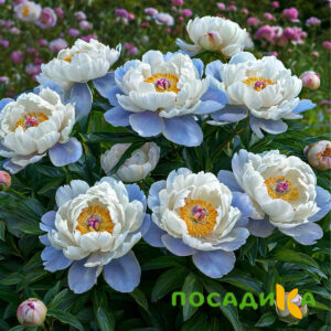 Пион акварельный Этюд купить по цене от 806р. в интернет-магазине «Посадика» с доставкой почтой в в Краснознаменске и по всей России – [изображение №1].