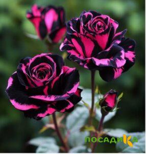 Роза Багровый Шепот купить по цене от 366р. в интернет-магазине «Посадика» с доставкой почтой в в Краснознаменске и по всей России – [изображение №1].