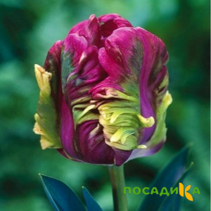 Тюльпан Экзотик Хэвен купить по цене от 186р. в интернет-магазине «Посадика» с доставкой почтой в в Краснознаменске и по всей России – [изображение №1].